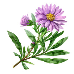 Clipart illustration a aster flower and leaves on white background. Suitable for crafting and digital design projects.[A-0004]