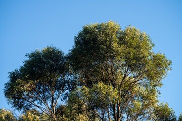 native australian plants in the bush, beautiful gum Trees and shrubs in the Australian bush forest. Gumtrees and native plants growing