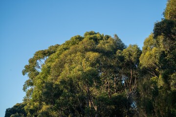 Fototapeta na wymiar native australian plants in the bush, beautiful gum Trees and shrubs in the Australian bush forest. Gumtrees and native plants growing