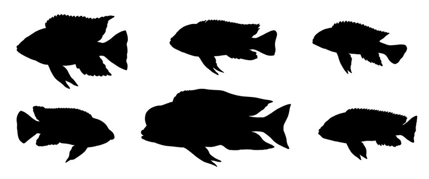 Silhouette of cichlids from the Malawi lake. Drawing with aquarium fish.	
