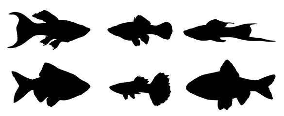 Silhouette drawing with aquarium fish. Illustration with guppy, swordtail, barb and molly .	