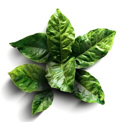 fresh spinach isolated on transparent and white background