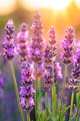 Naklejka premium Captivating view of a french lavender field bathed in the enchanting colors of a beautiful sunset