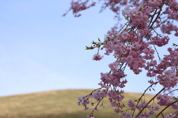 大室山と桜