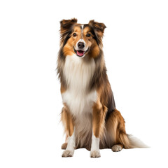 rough collie dog isolated