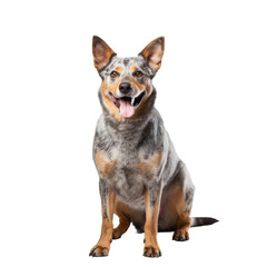 Australian Cattle Dog Standing Isolated on transparent