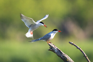 Common tern