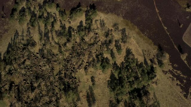 White Caterthun prehistoric hillfort, Brechin, Scotland. Possibly Pictish, on earlier Bronze or Iron Age occupation site. Video tilt up looking NW