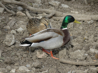 mallard wild duck scient. name Anas platyrhynchos bird animal