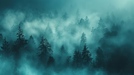 This is a photo of some trees in a forest. The trees are tall and green, and the forest is dense. There is a lot of fog in the forest, which makes it look mysterious and eerie.

