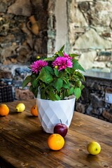 close-up view blooming aster flower pot placed on a rustic wooden table with assortment of fresh fruits around. For illustrating concepts related to gardening, floral arrangements, healthy living.