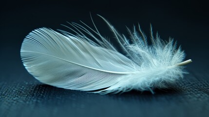   A white feather against a black background, its edge softly blurred by approaching light originating from the feather's center - obrazy, fototapety, plakaty