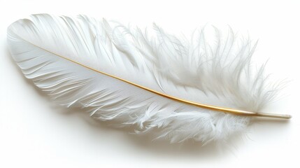   A white feather, closely framed, against a pristine white backdrop; its tip gilded in gold
