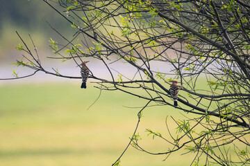 Two hoopoes