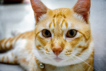 Close-up portrait of an alert orange tabby cat with short fur.