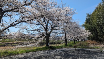 日本、富岡市、高田川親水公園の桜