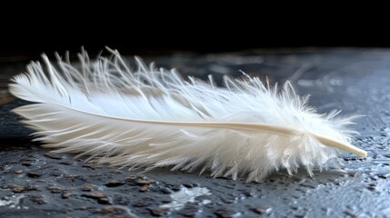   A white feather, closely framed, rests on a dark surface with water droplets forming on it