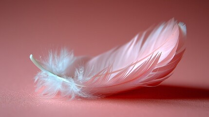   A pink surface holds a pink and white feather, shadowed by a bird's wing