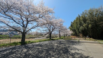 日本、富岡市、高田川親水公園の桜