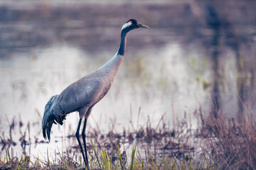 Common crane