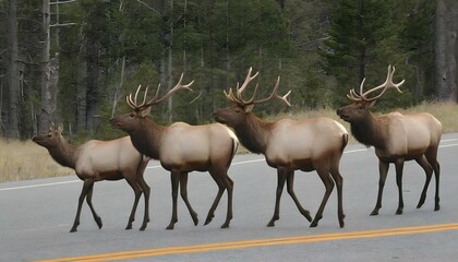 A Group Of Elk Crossing A Road Pausing To Look Bo