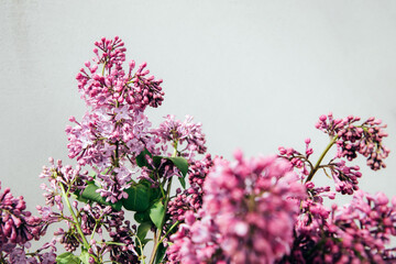 A bouquet of lilacs on a gray background with a shadow. Natural spring floral background. Front view