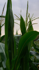 Corn in growth stage