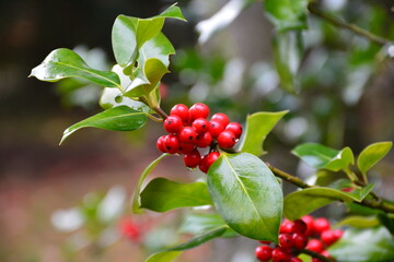 Ostrokrzew kolczasty (Ilex aquifolium)