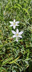 Śniedek baldaszkowaty  (Ornithogalum umbellatum)