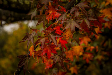 red maple leaves