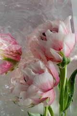 Pink rose delicate tulips flowers closeup submerged in water/with water droplets