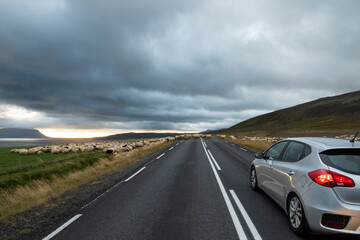 Icelandic landscape with a herd of sheep crossing the road. A car on the road waiting for a herd of...