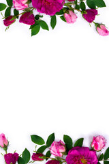 Pink wild roses on a white background with space for text. Top view, flat lay