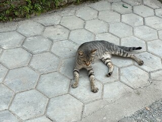 animal,domestic,nature,cat,cats,flowers,insect,