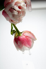 Pink rose delicate tulips flowers closeup submerged in water/with water droplets