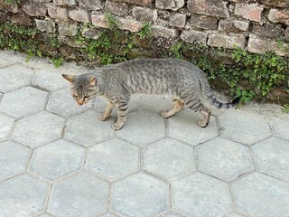 animal,domestic,nature,cat,cats,flowers,insect,