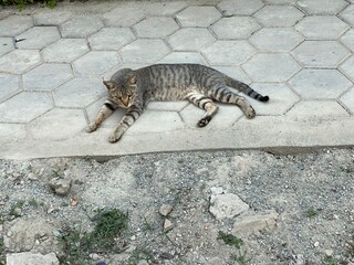 animal,domestic,nature,cat,cats,flowers,insect,