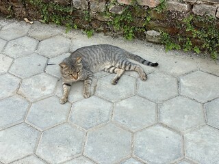 animal,domestic,nature,cat,cats,flowers,insect,