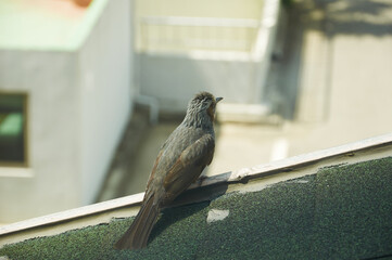 건물 지붕위에서 휴식을 하고 있는 직박구리 새