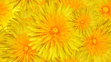 Seamless yellow floral  background. Flower dandelion and petals peonies. Close up.