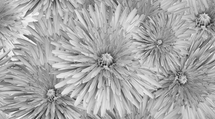 Seamless  white-black  floral  background. Flower dandelion and petals. Close up.