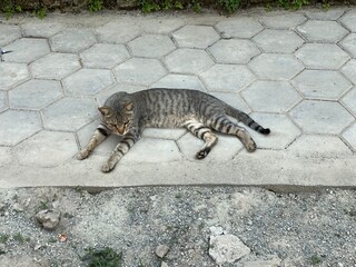 animal,domestic,nature,cat,cats,flowers,insect,