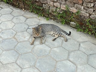 animal,domestic,nature,cat,cats,flowers,insect,