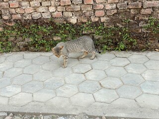 animal,domestic,nature,cat,cats,flowers,insect,