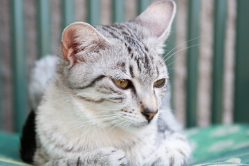 Liegende junge Egyptian Mau auf dem Balkon