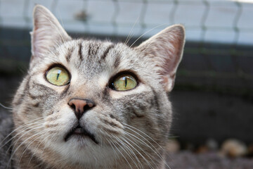 Schöner getigerter Kater auf dem Balkon