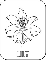 Lily flower coloring page for kids. Vector black and white hand drawn illustration for coloring book