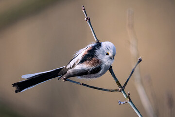 Long-tailed tit © Michal Kruk