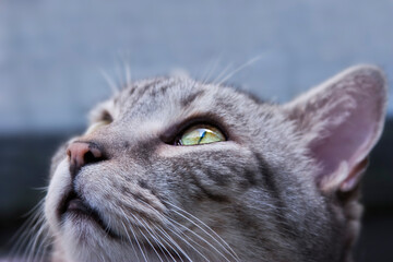 Porträt eines getigerten Katers