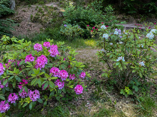 Rhododendron Büsche mit pink lila Blüten in Baden-Baden
